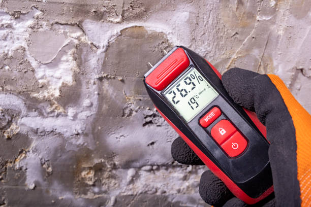Best Mold Removal Company Near Me  in Mascot, TN