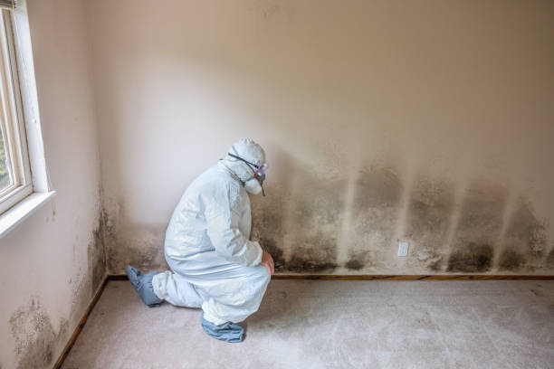Best Mold Damage Repair  in Mascot, TN